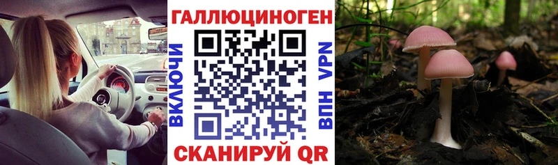 магазин продажи Павлово Псилоцибиновые грибы Psilocybe